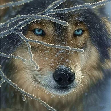 Набір алмазної мозаїки "Погляд вовка"