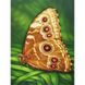 Набір алмазної мозаїки "Метелик Монарх"