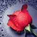 Набор алмазной мозаики "Красная роза"